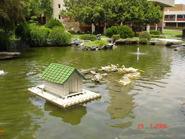 Duck in National Chio-Tung Univ.