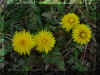 Birds&Flowers005.jpg (114669 bytes)