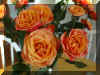 Roses004.jpg (96641 bytes)