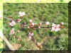 Spring009.jpg (98585 bytes)