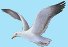 Seagull