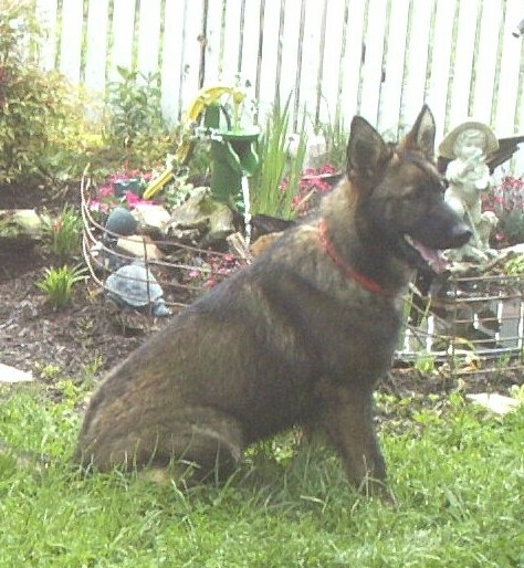 See our German Shepherds
