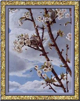 Summer Blossom