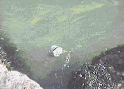 Spot the fishies ?