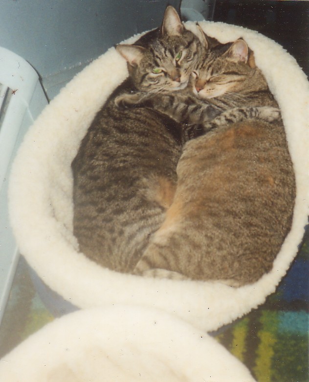notice there is two beds?