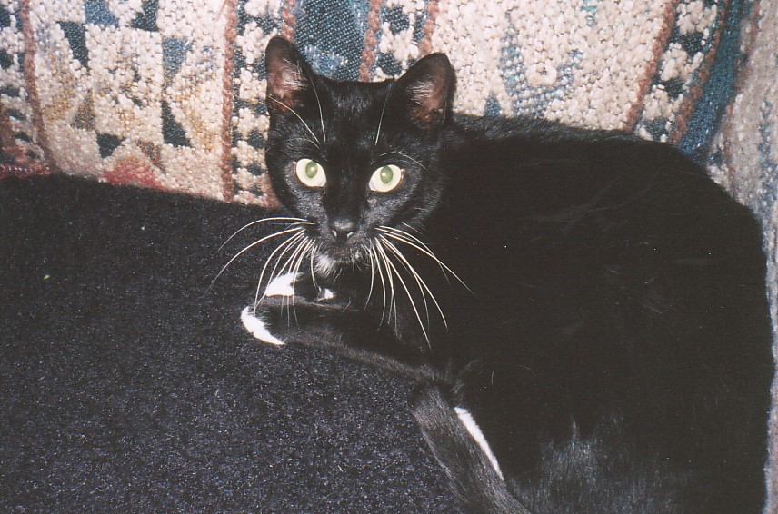 when she was a stray