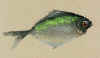 djfmfish1.jpg (40236 bytes)