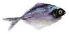 djfmfish2.jpg (32881 bytes)