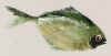 djfmfish3.jpg (28584 bytes)