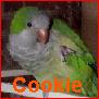 Cookie
