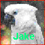 Jakey