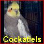 Tiels