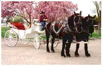 Carriage Tour