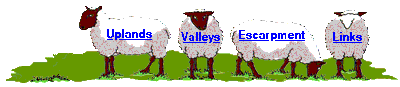 sheep links