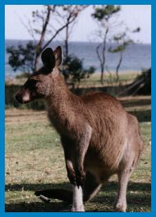 Kangaroos on the loose at Pebbly Beach!