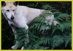 I am not a lunch.. I am a dingo!