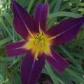 Daylily