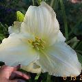 Daylily