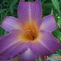 Daylily