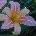 Daylily