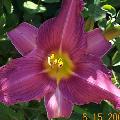 Daylily