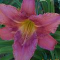 Daylily