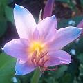 Belladonna Lily