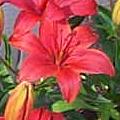 Oriental Lily