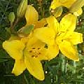 Oriental Lily