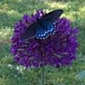 Giant Purple