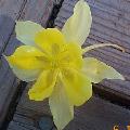 McKana Yellow