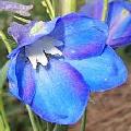 Blue Fountian