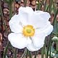 Japanese Anemone, white