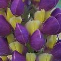 Purple & Yellow