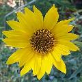 Maximillians Sunflower