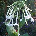 Fragrant Tobacco