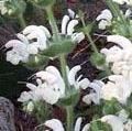 Silver Sage