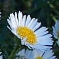 Santa Barbara Daisy