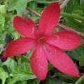 Kaffer Lily