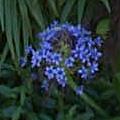 Peruvian Scilla