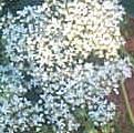 Sedum