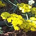 Gold Pan Yarrow