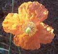 Atlas Poppy
