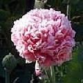 Peony Poppy