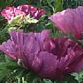 Patty's Plum