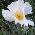 Matilija Poppy