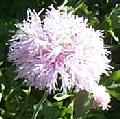 Lavender Fringe