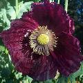 Purple Somniferum