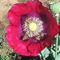 Red Somniferum