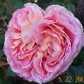 Abraham Darby, DA